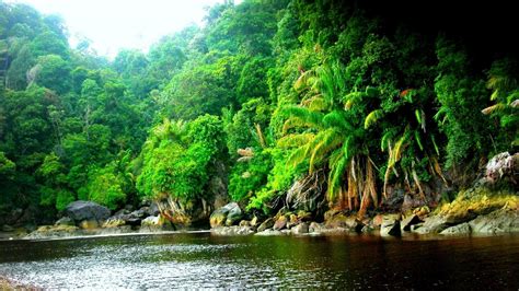 Black Hd Resolution Rainforest River Amazon 1080p Jungle Hd