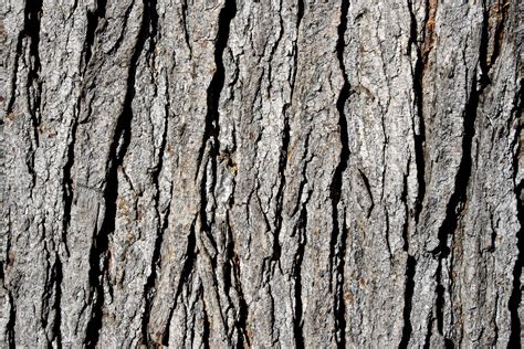 Tree Bark Texture Drawing At Explore Collection Of