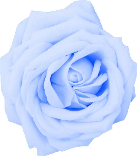 Blue Flowers Png – Beautiful Flower Arrangements and Flower Gardens png image
