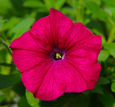 Flower Flora Garden Free Photo On Pixabay