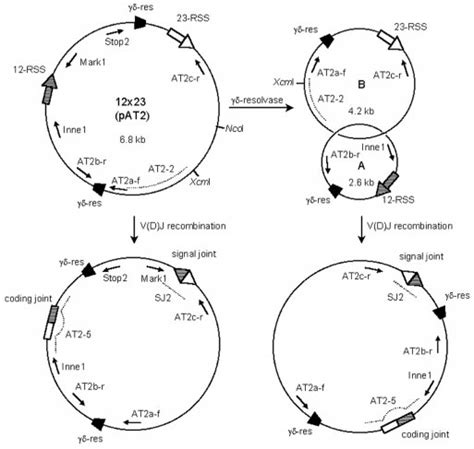 Vdj Recombination Substrates Used In This Study The Plasmid Pat2