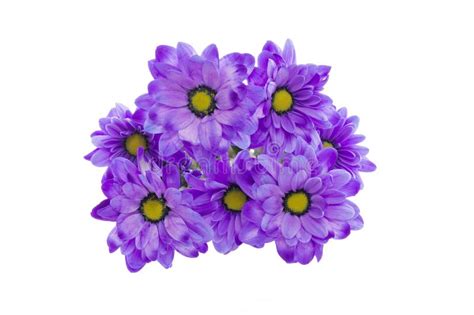 Blue Flowers Stock Photo Image Of T Happy Beauty 44155356