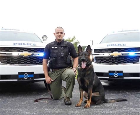Why Are German Shepherds Used As Police And Military Dogs Tactical