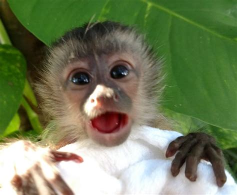 A monkey can be a challenging but rewarding pet. Primate Store - Monkeys for sale