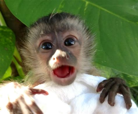 Capuchin monkeys for sale | marmoset monkeys for sale. Pet Monkeys For Sale - Primates For Sales