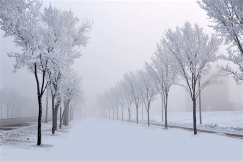 Snow Trees Road Hd Wallpapers Wallpaper Cave