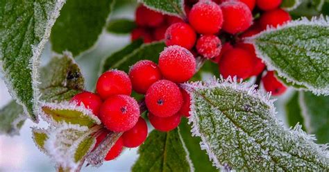 11 Of The Best Cold Temperature Ornamental Plants For The Fall Garden