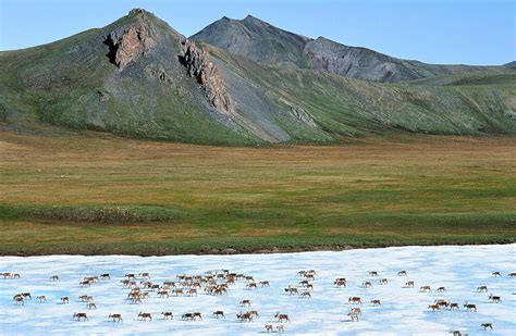 See The Arctic National Wildlife Refuge In Spring Audubon Alaska
