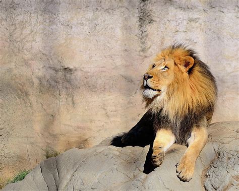 Lion In The Sun Photograph By Maha Aldoori Fine Art America