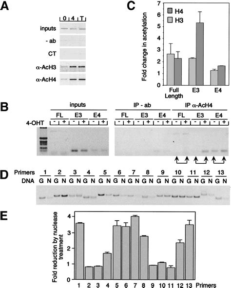 Regulation Of Cyclin D2 Gene Expression By The Mycmaxmad Network Myc