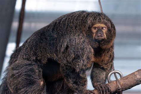 Super Buff Monkey At Finland Zoo Looks Like She Gyms More Than You