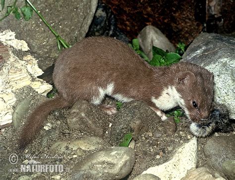 Least Weasel Photos Least Weasel Images Nature Wildlife Pictures