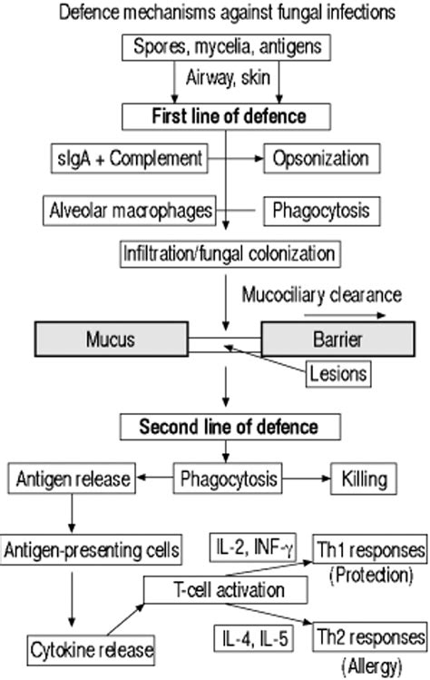 Allergy and immunity to fungal infections and colonization | European