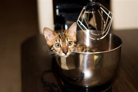 Bengal Cat Sitting In Kitchen Mixer Stock Photo Image Of Kitten