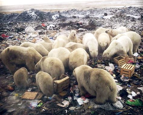 Polar Bear Diet Now 25 Plastic Russian Researchers Reveal City