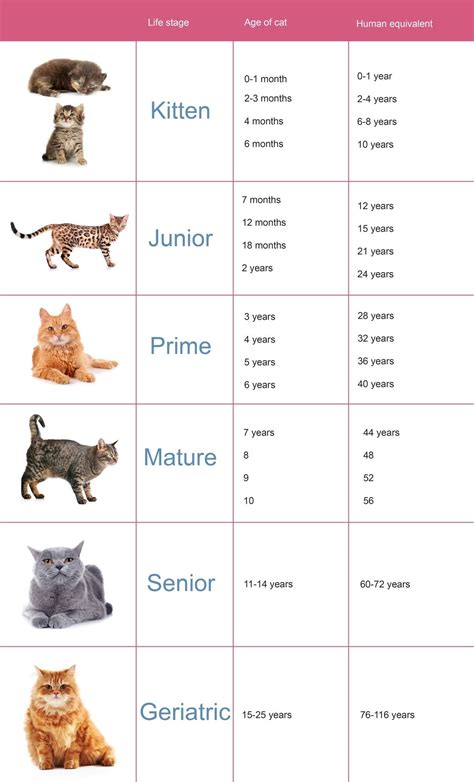 Cat Age Size Chart