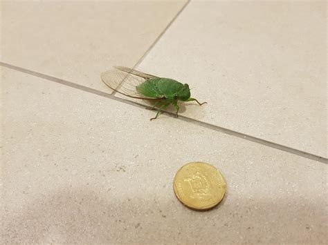 Singapore Insect Looks Like A Large Green Fly What Is This Bug
