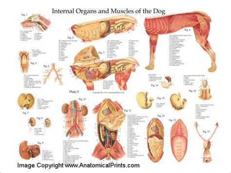 The 66 the language of anatomy abdominopelvic quadrants and regions select organs found within the abdominopelvic regions umbilical: Dog Internal Anatomy Poster | Dog anatomy, Anatomy, Vet ...