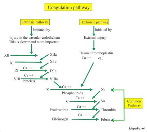 Describe the extrinsic coagulation pathway. Coagulation - part 7 - Blood Coagulation Factors ...