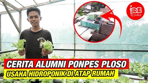 Cerita Alumni Ploso Kediri Merintis Usaha Hidroponik Selada Di Atap