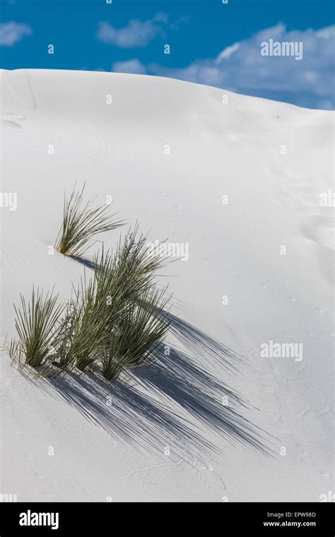 Desert Grass Plants On White Sand Dune White Sands National Monument