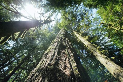 Death Of The Giants Forests Getting Shorter Younger In Northwest And