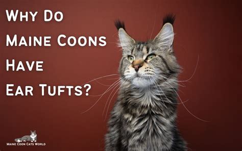 Why Do Maine Coons Have Ear Tufts Explained