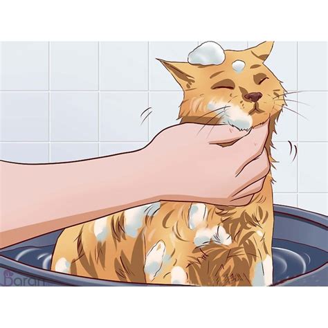 حمام کردن گربه وبلاگ باران‌پت