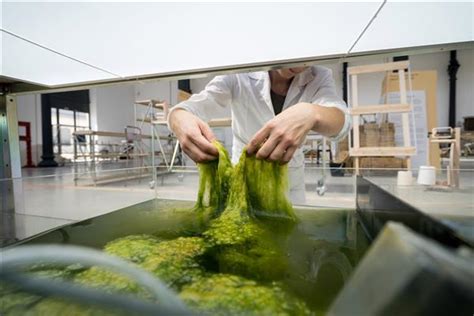 Dutch Designers Create Eco Friendly Filament Using Dried Algae