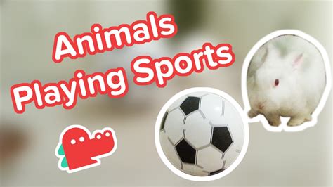 Funniest Animals Playing Sports Clips Compilation Youtube