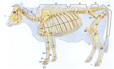 Esqueleto De Vaca Diagrama De Anatomía Y Estructura Nombres De Huesos