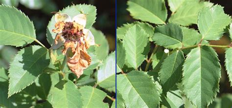 Cut entire plant back in winter after the first frost. Deadheading - Florida Master Gardener Volunteer Program ...