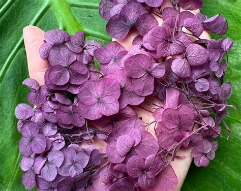 20 Dried Pee Gee Hydrangea Limelight Blooms Stems Etsy