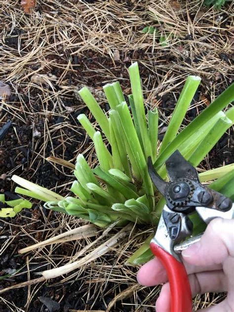 When To Cut Back Daylilies 🌼 ️ Ensure Healthy Growth And Blooms