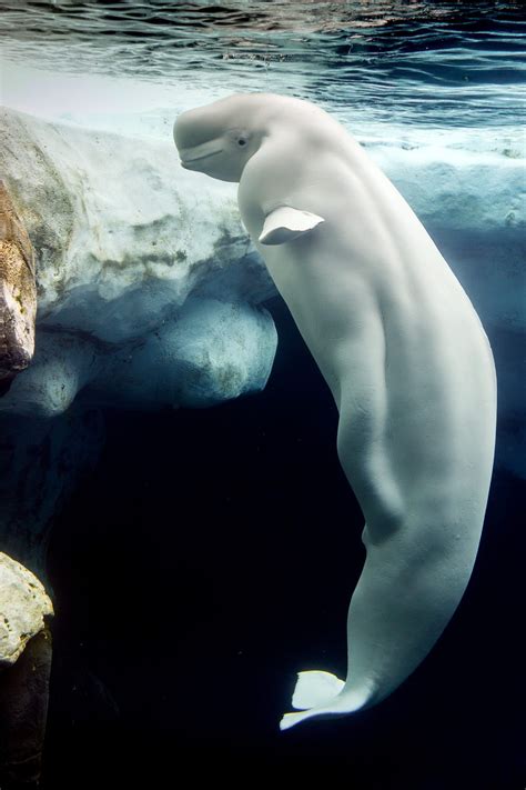 Beluga Whale White Dolphin Portrait While Eating Underwater Water