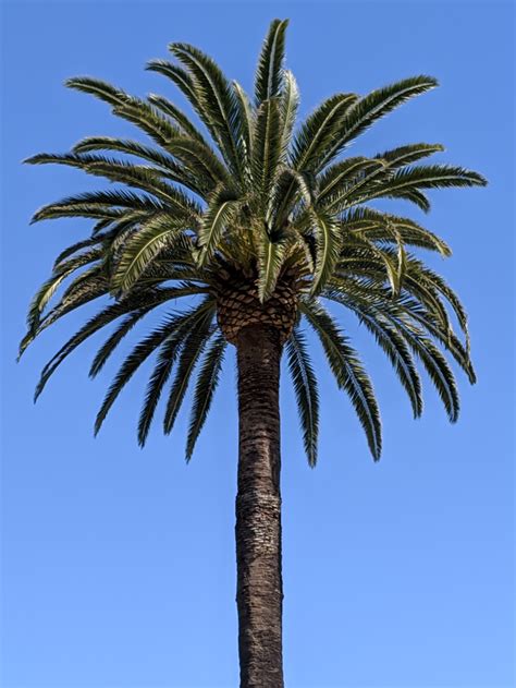 The Perfect Palm Tree Pics