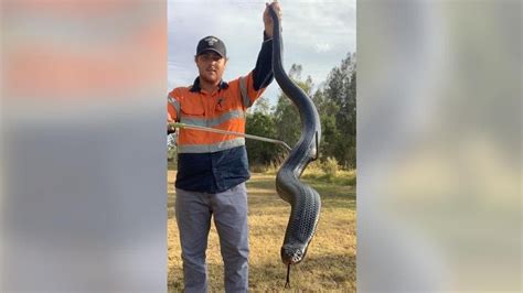 Man Finds 6 Foot Long Huge Red Bellied Black Snake He Does This