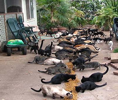 There are known feral cat colonies in at least 17 florida counties. Feral Cats | A Summer Internship at the Dupage Animal Care ...
