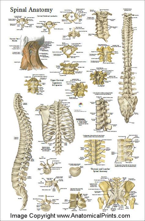 Printable anatomical charts and diagrams. Spine Anatomy Poster - 24" X 36" - Clinical Charts and Supplies
