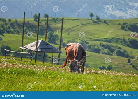 Ukraine High In The Mountains Shepherds Graze Cattle Among The