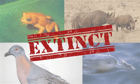 — — species that went extinct in 2018. Recently Extinct Animals, Recent Extinctions of Animals ...
