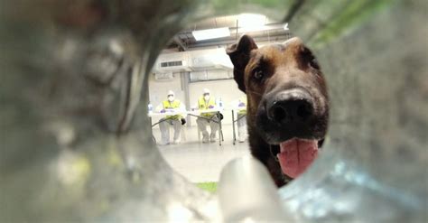 Watch Medical Detection Dogs Trained To Sniff Covid 19