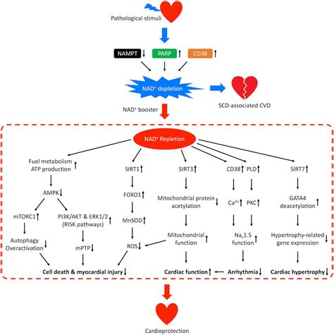 Frontiers | NAD+ Metabolism as an Emerging Therapeutic Target for Cardiovascular Diseases 