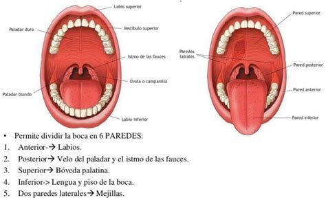 Anatomía de la boca Límites de la cavidad bucal Cavidad bucal Anatomía dental Escuelas de