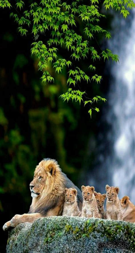 ☮ ° ♥ ˚ℒℴѵℯ Cjf Big Cats Cats And Kittens Cute Cats Nature Animals