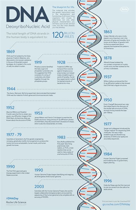 Dna Timeline In James Watson Francis Crick Maurice Wilkins And Rosalind Franklin And