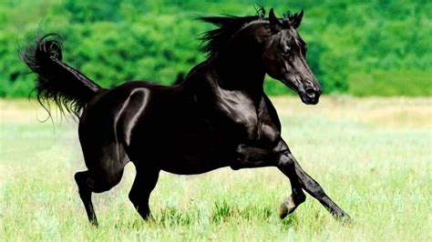 Породы лошадейАрабская Черная лошадьОчарование природы Youtube