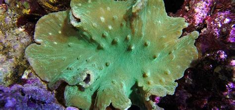 Cabbage Coral Species Tropical Fish Hobbyist Magazine