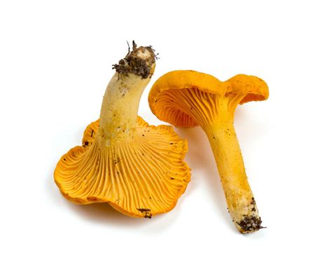 All The Types Of Edible Mushrooms Explained With Pictures Tastessence