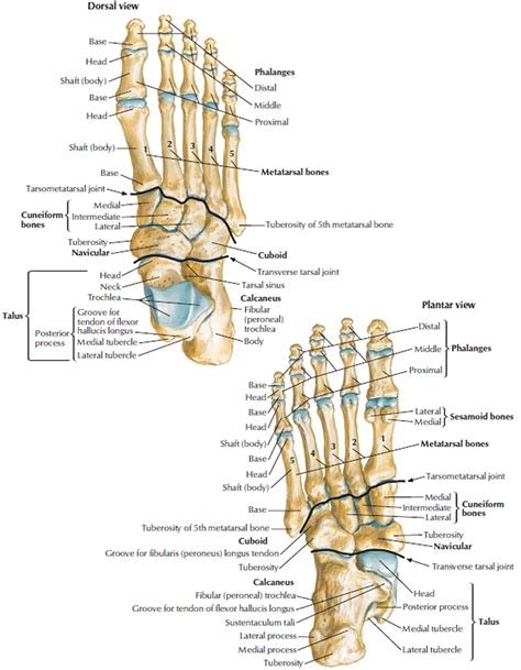 Human Foot Bones Images Overview Of The Tarsal Bones In The Foot